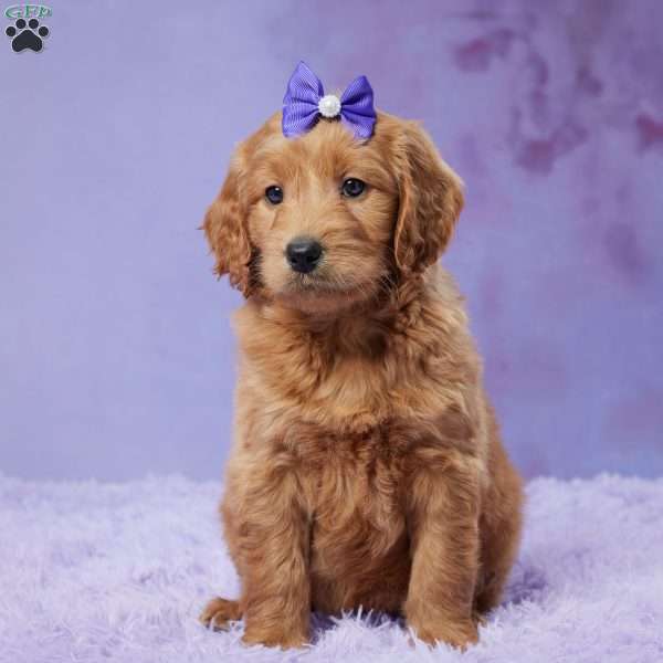 Zaylee, Mini Goldendoodle Puppy